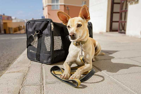 Pet travel