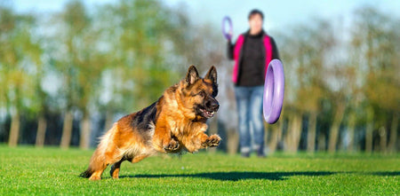 Dog Training Aids