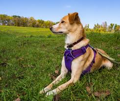 Dog belt