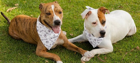 Custom Pet Merchandise